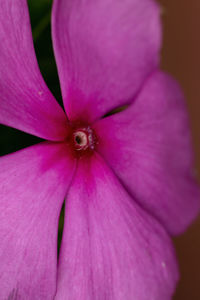 Close-up of pink rose flower