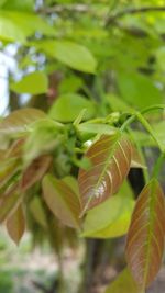 Close-up of plant