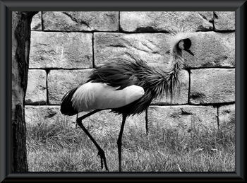 Close-up of bird