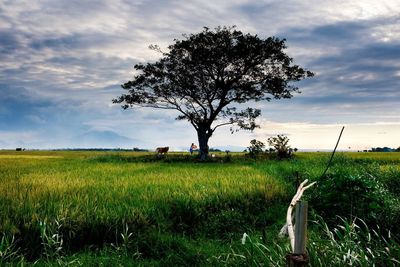 Tree on field against sky