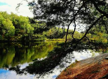 Scenic view of lake in forest against sky