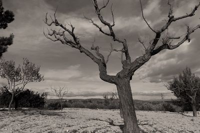 Bare trees on landscape against sky