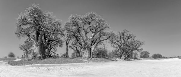 Old baobab trees along nxai pan, botswana