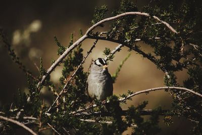 Bird perching on tree