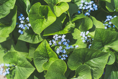 Beautiful photo of forget-me-nots close-up. myosotis.