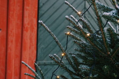 Close-up of frost on tree during winter