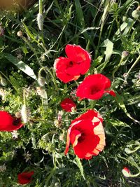 Close-up of red poppy flowers