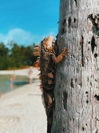 Close-up of iguana on tree trunk