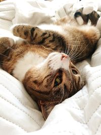 High angle view of cat sleeping on bed