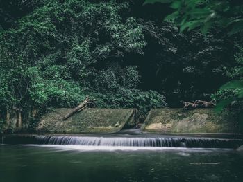 Scenic view of waterfall in forest