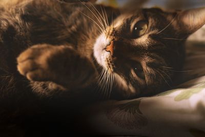 Close-up of cat lying down on bed