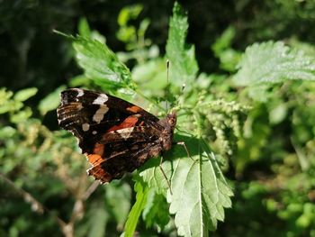 Butterfly on leaf