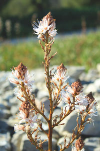 Close-up of wilted flowering plant on field