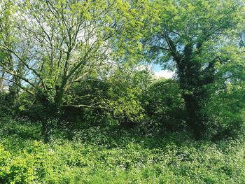 Trees growing in forest