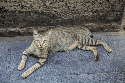 Portrait of cat