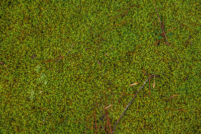 Full frame shot of green field