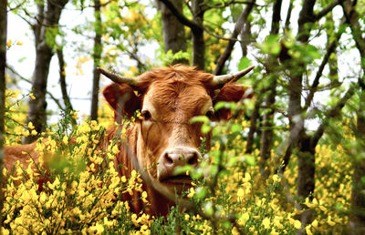 Portrait of cow