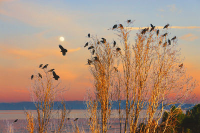 Birds flying over lake against sky during sunset