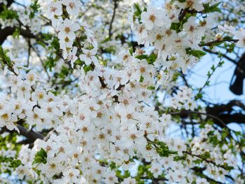 Low angle view of white apple blossoms in spring