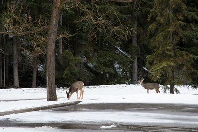 Two deers at banff national park in winter. snow in the forest