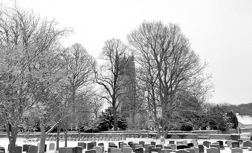 Bare trees against sky