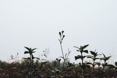 Close-up of plants growing on field against clear sky