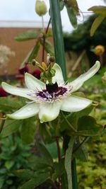 Close-up of insect on flower blooming outdoors