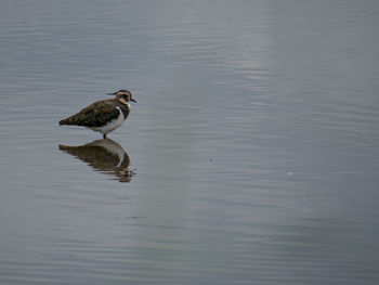 Duck swimming in lake