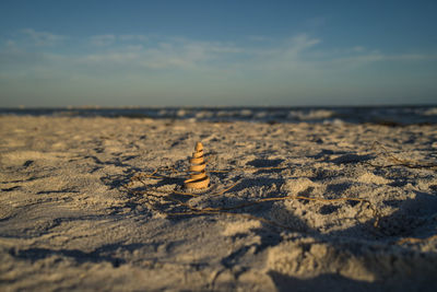 Surface level of shells on beach against sky