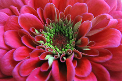 Close-up of pink dahlia
