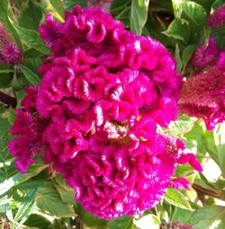 Close-up of pink flowers