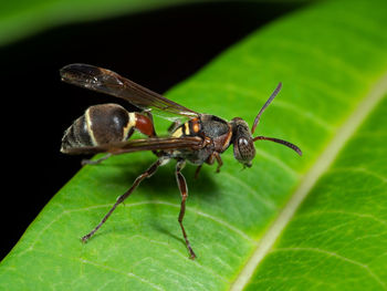 Close-up of insect on leaf