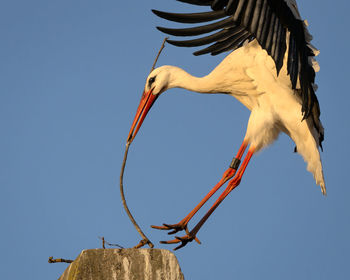 Low angle view of bird flying against clear sky