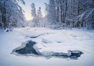 Snow covered land and trees