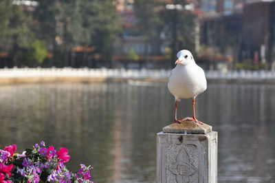 Seagull perching on retaining wall by lake