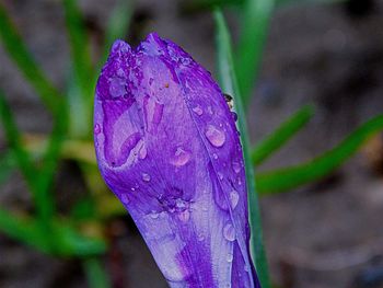 Close-up of purple flower