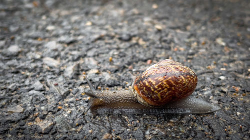 Close-up of snail on land