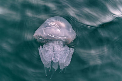 Close-up of jellyfish swimming in sea