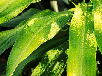 Close-up of raindrops on green leaves during rainy season