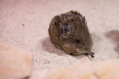 Close-up of mouse on sand