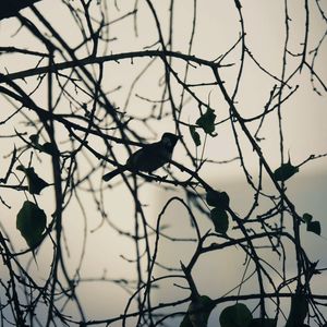 Low angle view of bird perching on bare tree