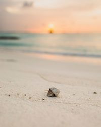 Surface level of shells on beach