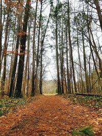 Trees in forest during autumn