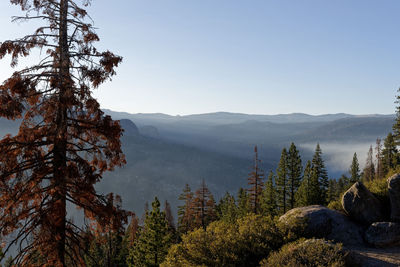 Scenic view of pine trees against sky