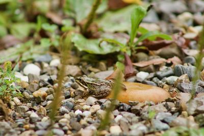 Close-up of crab on pebbles