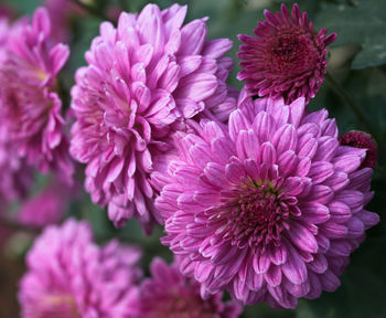 Close-up of pink dahlia