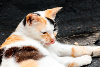 Close-up of cat lying down