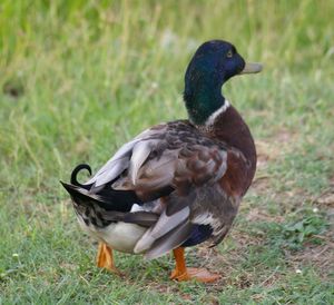 Close-up of bird perching on field