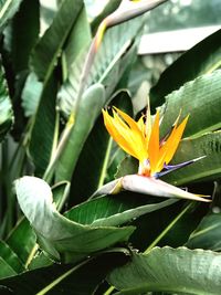 Close-up of orange flowering plant