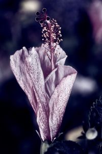 Close-up of purple flower blooming outdoors